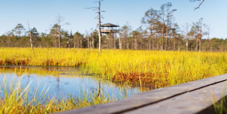 a wooden foot bridge over water
