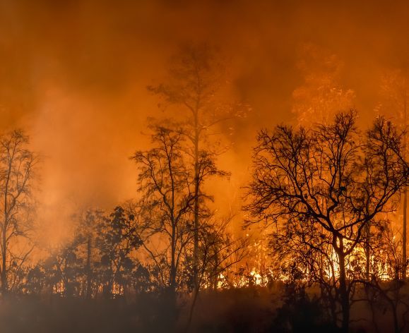 Amazon rainforest on fire