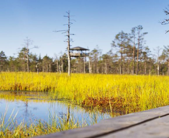 a wooden foot bridge over water